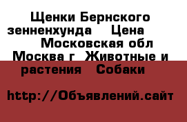 Щенки Бернского зенненхунда  › Цена ­ 65 000 - Московская обл., Москва г. Животные и растения » Собаки   